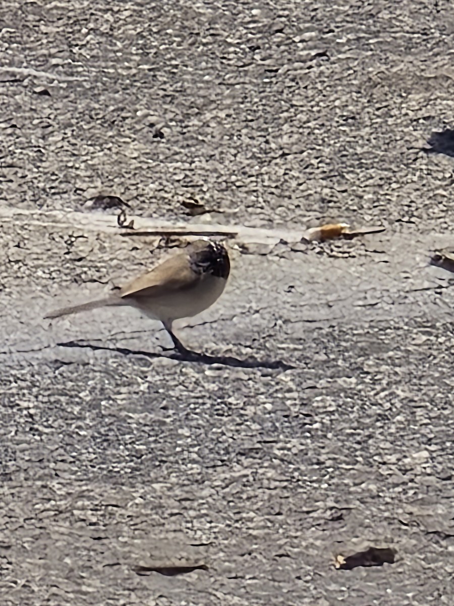 Black-throated Sparrow - ML632881931