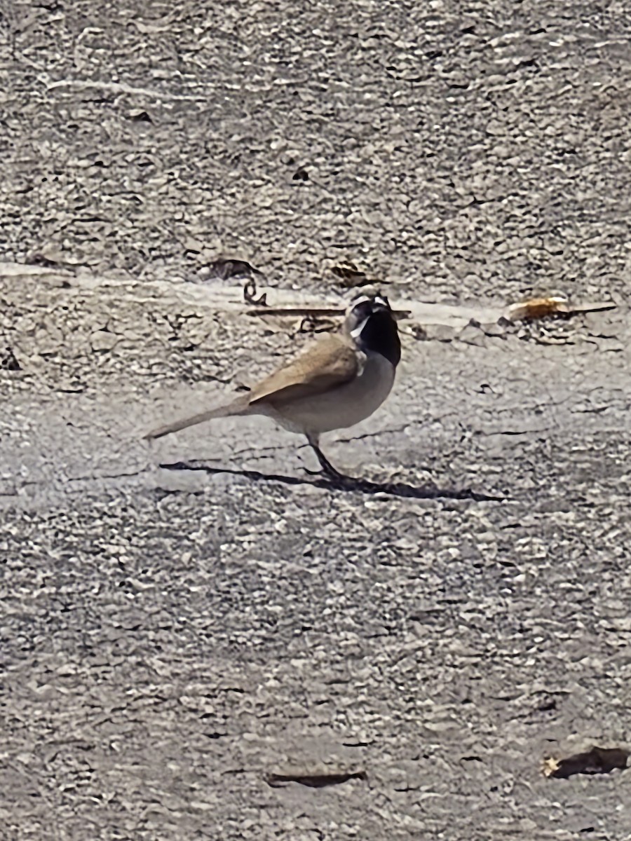 Black-throated Sparrow - ML632881933
