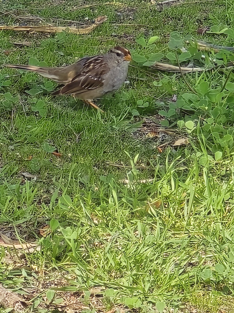 White-crowned Sparrow - ML632881964