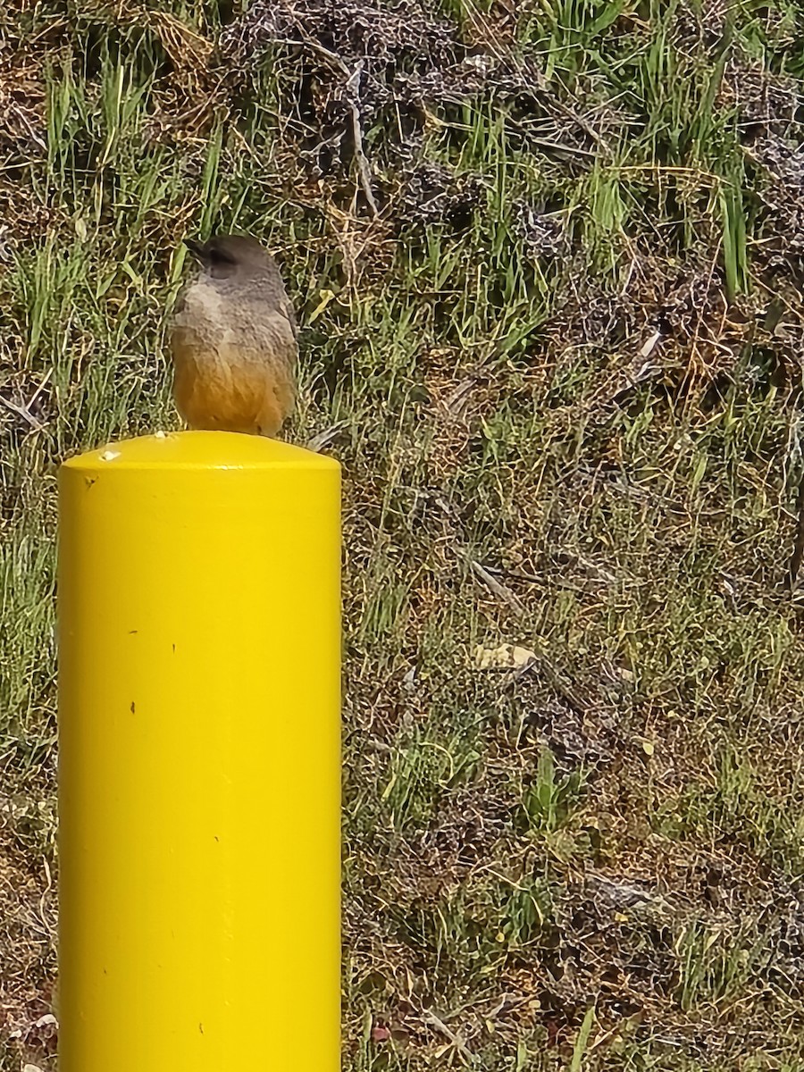 Say's Phoebe - ML632881981