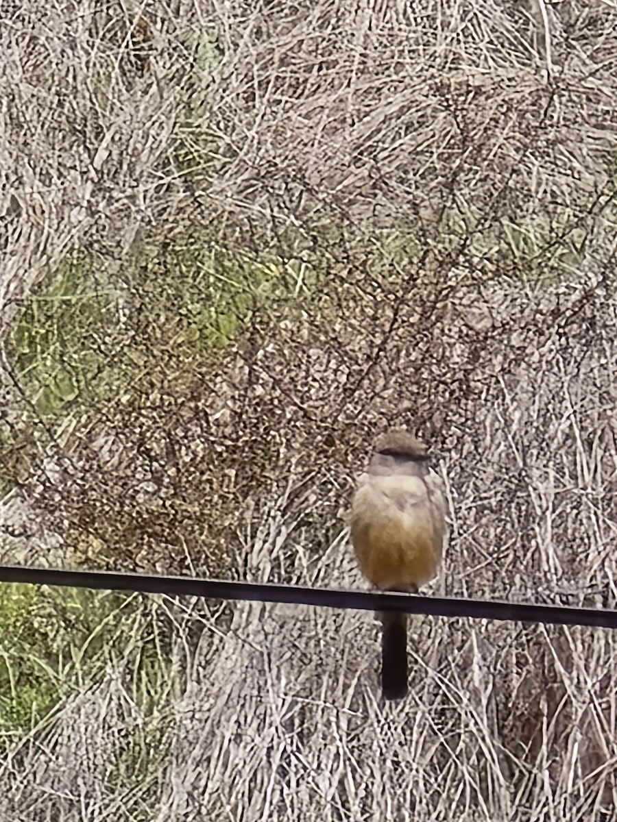 Say's Phoebe - ML632881982