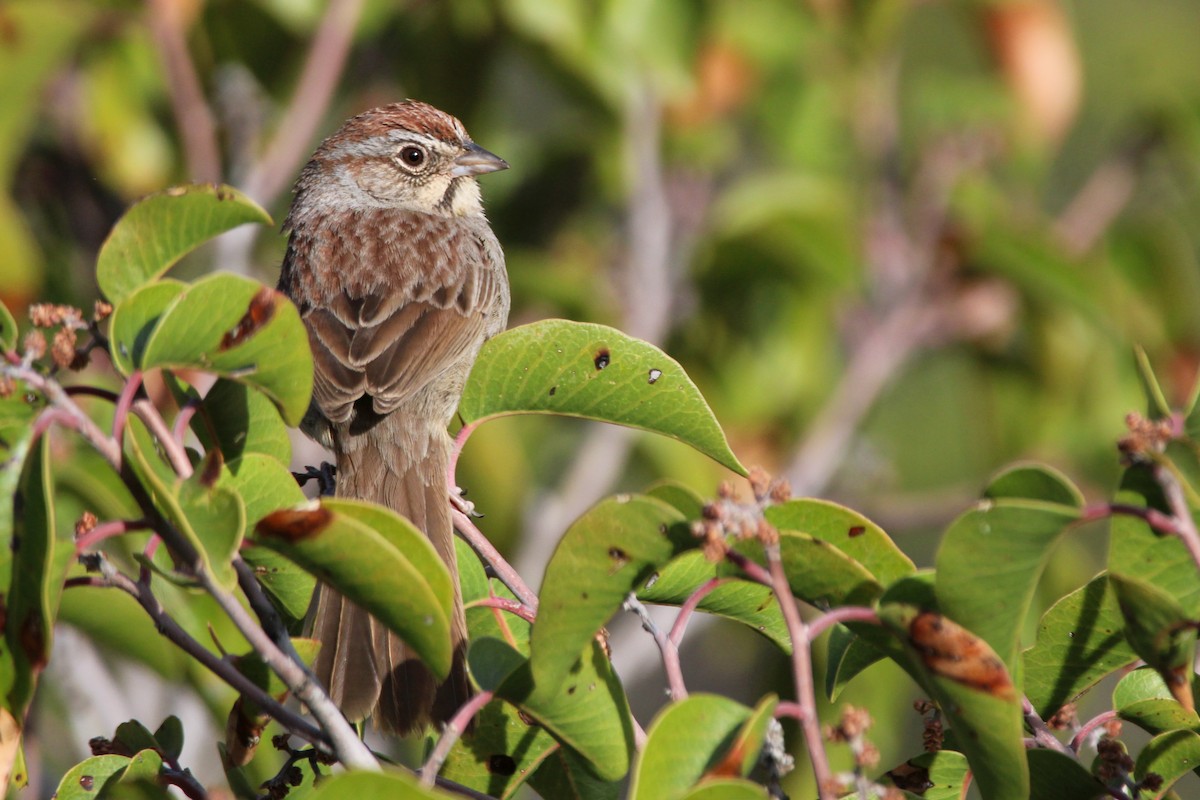 Rufous-crowned Sparrow - ML632882117
