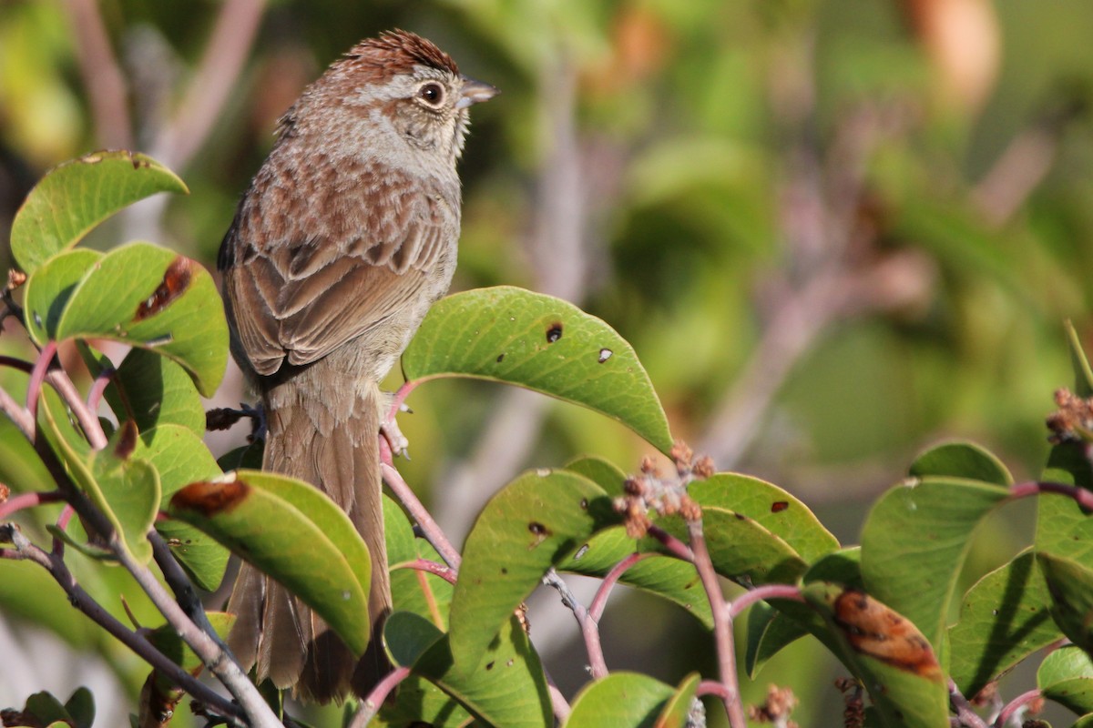 Rufous-crowned Sparrow - ML632882119