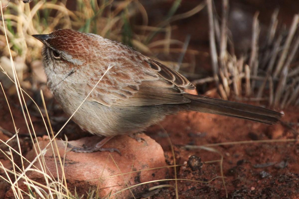 Rufous-crowned Sparrow - ML632882120