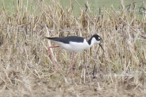 Black-necked Stilt - ML632882133
