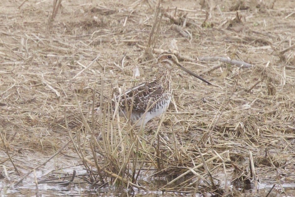 Wilson's Snipe - ML632882138