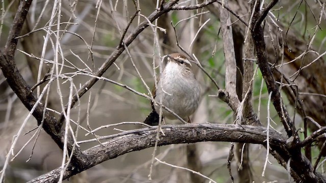 Bewick's Wren - ML632882196