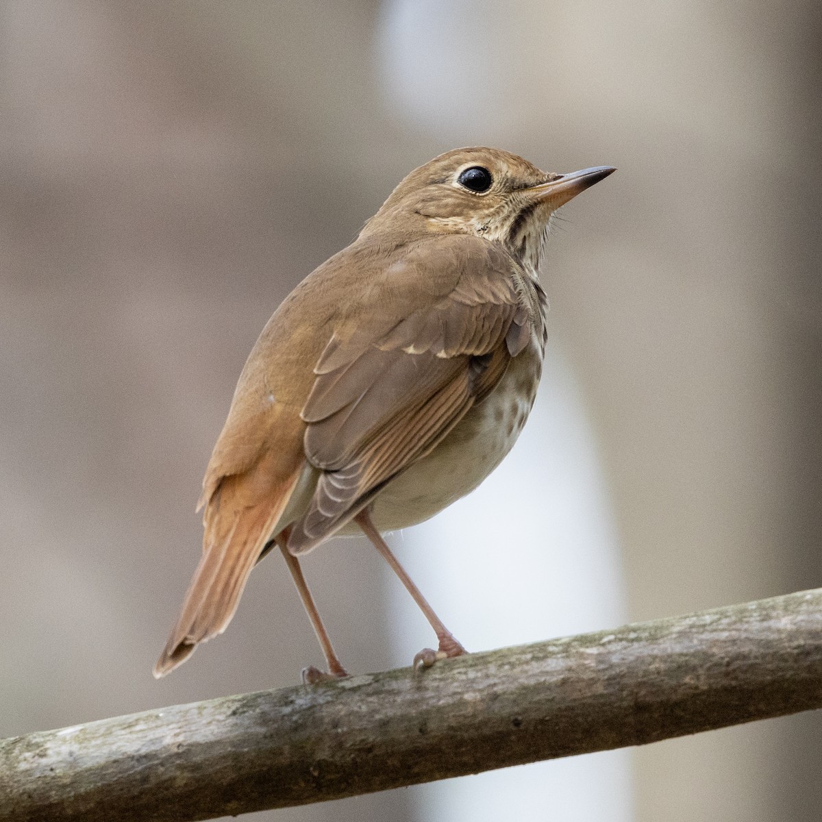 Hermit Thrush - ML632882294