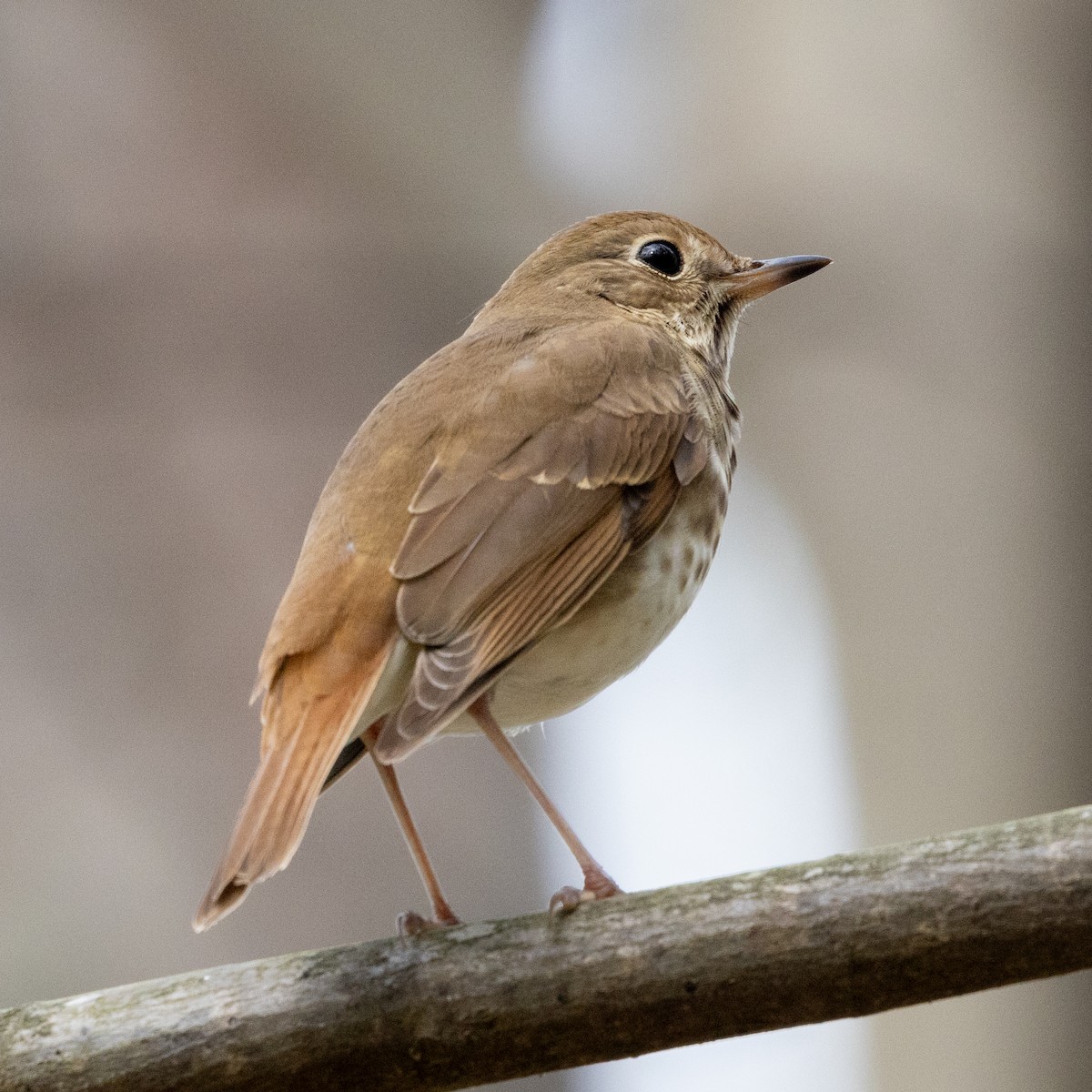 Hermit Thrush - ML632882295