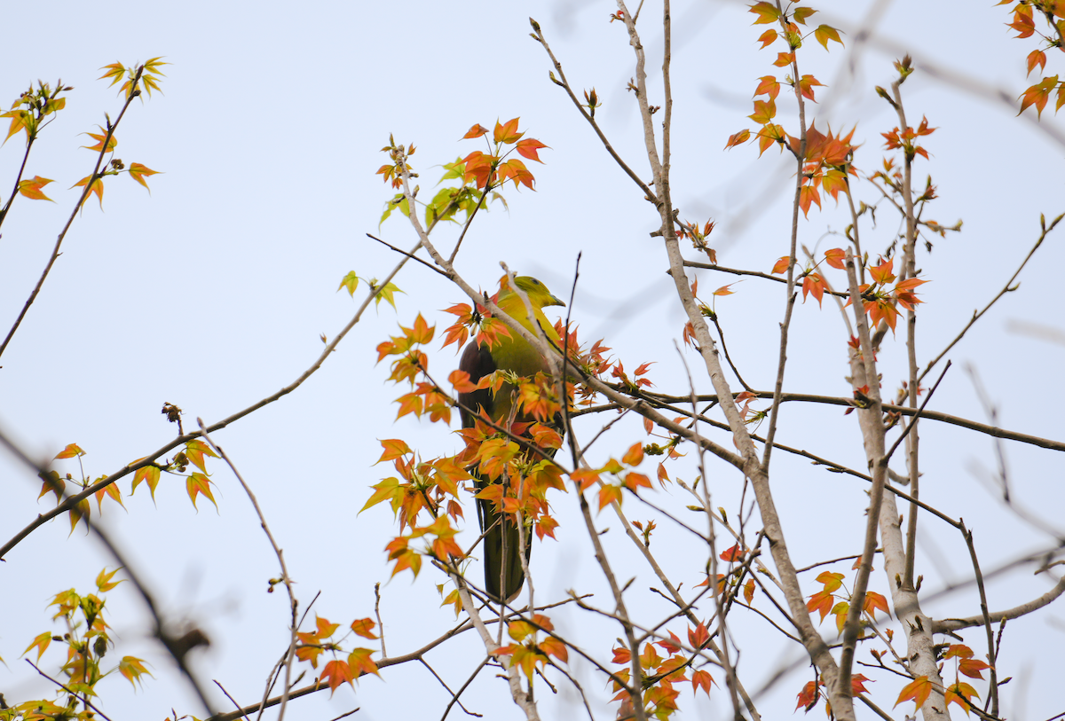 綠鳩 - ML632882407