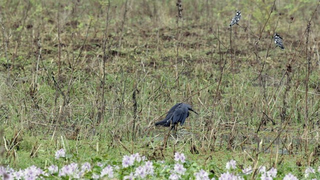 Black Heron - ML632882413