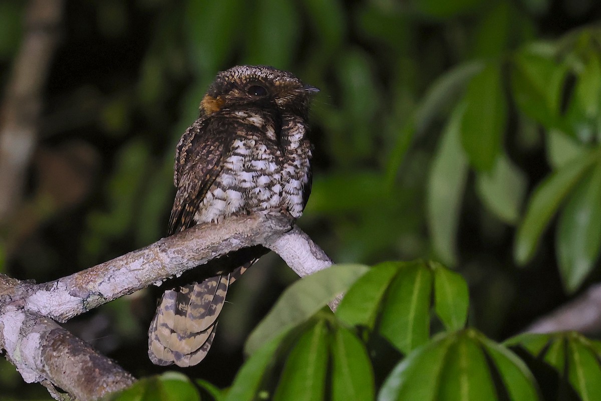 Yucatan Nightjar - ML632882480