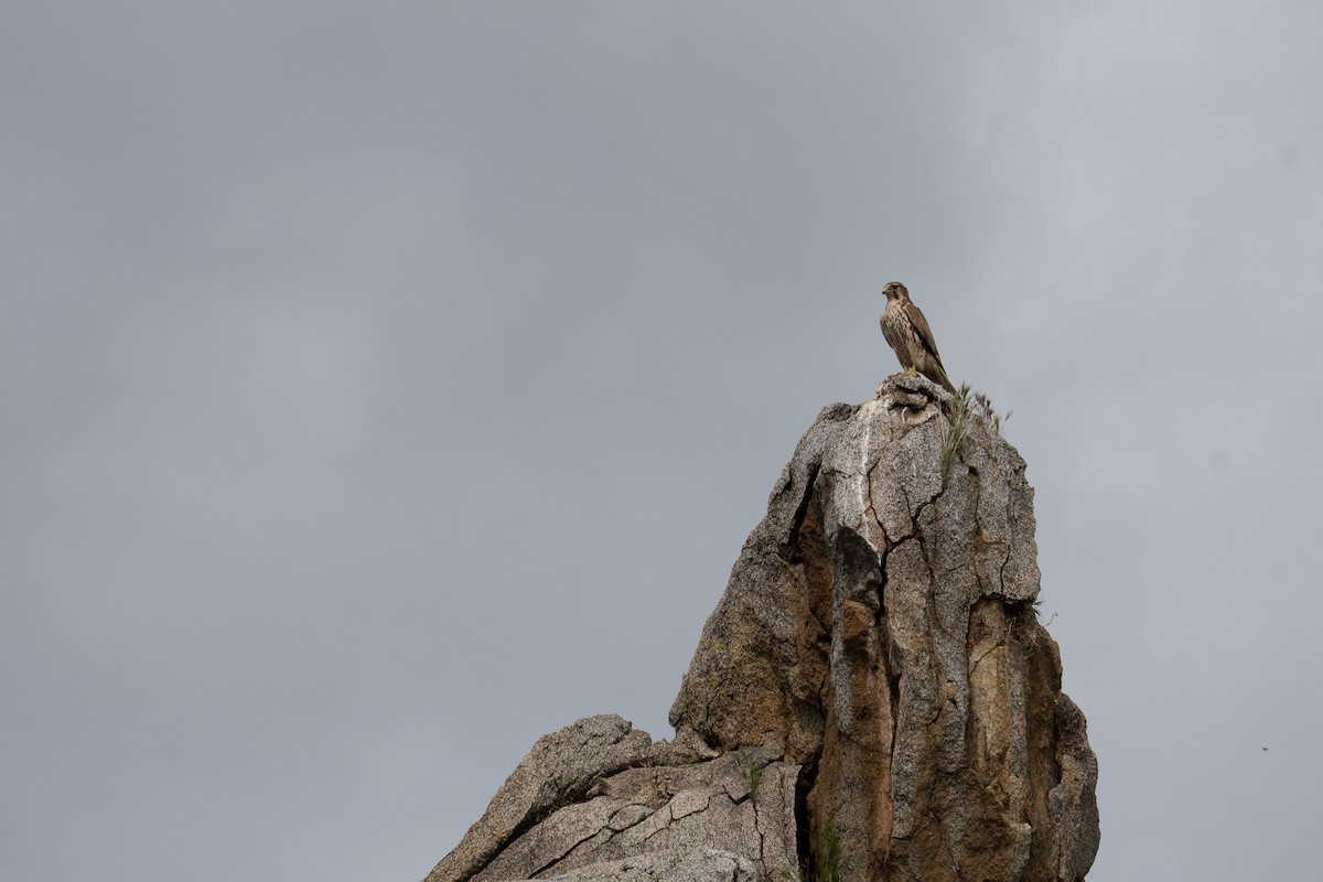 Prairie Falcon - ML632882567