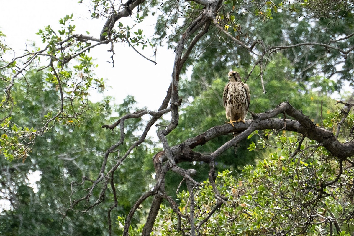 Prairie Falcon - ML632882568