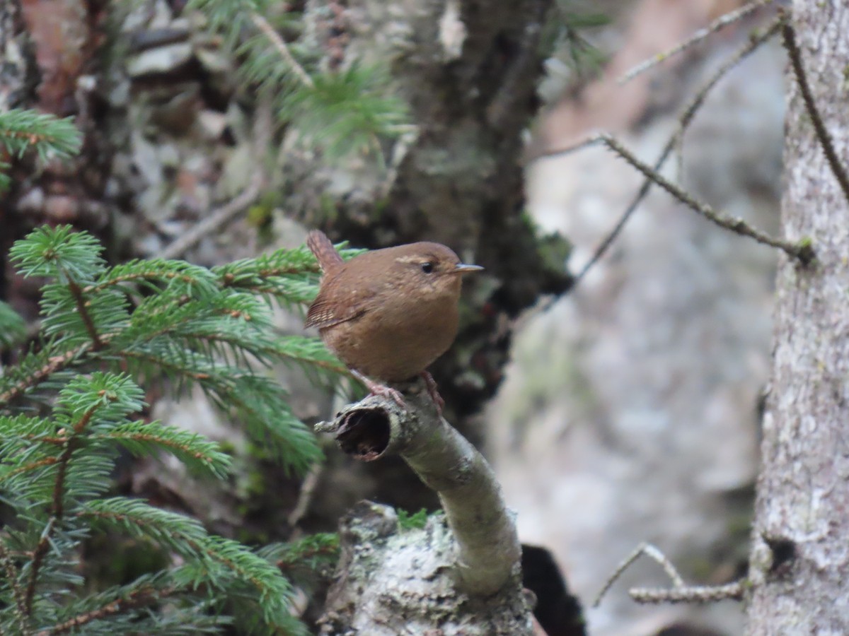 Pacific Wren - ML632882979