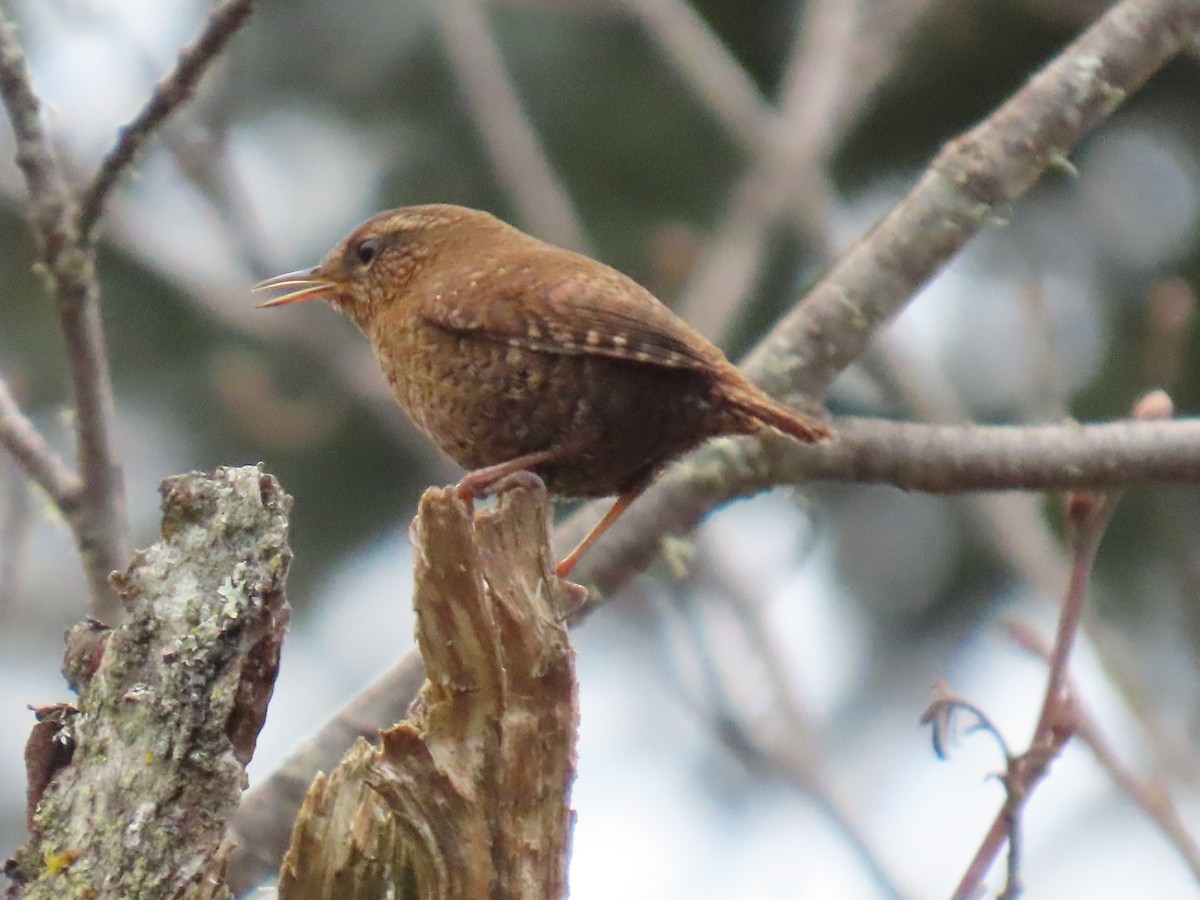 Pacific Wren - ML632882995