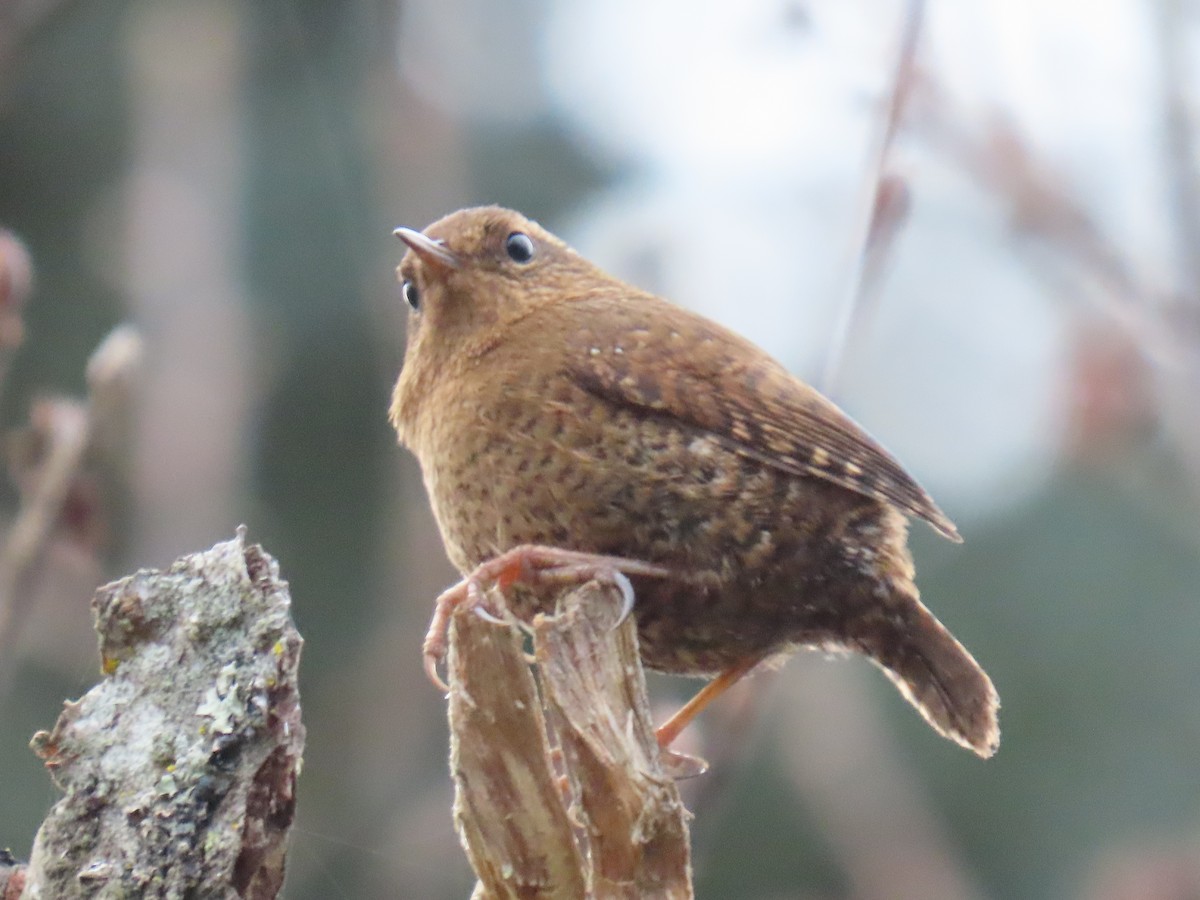 Pacific Wren - ML632883004
