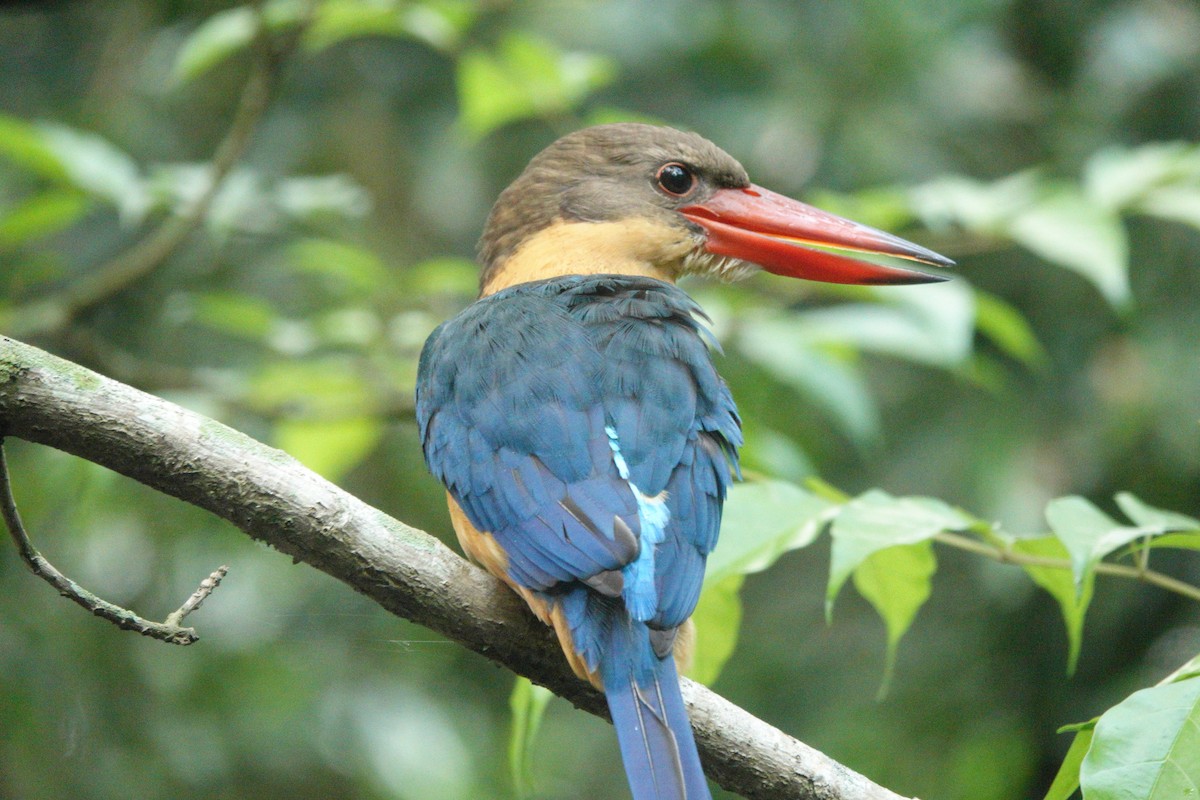Stork-billed Kingfisher - ML632883127
