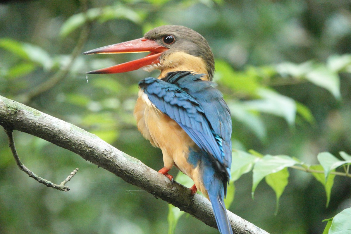 Stork-billed Kingfisher - ML632883128