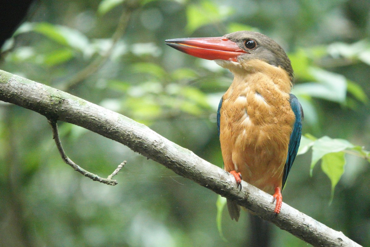 Stork-billed Kingfisher - ML632883129
