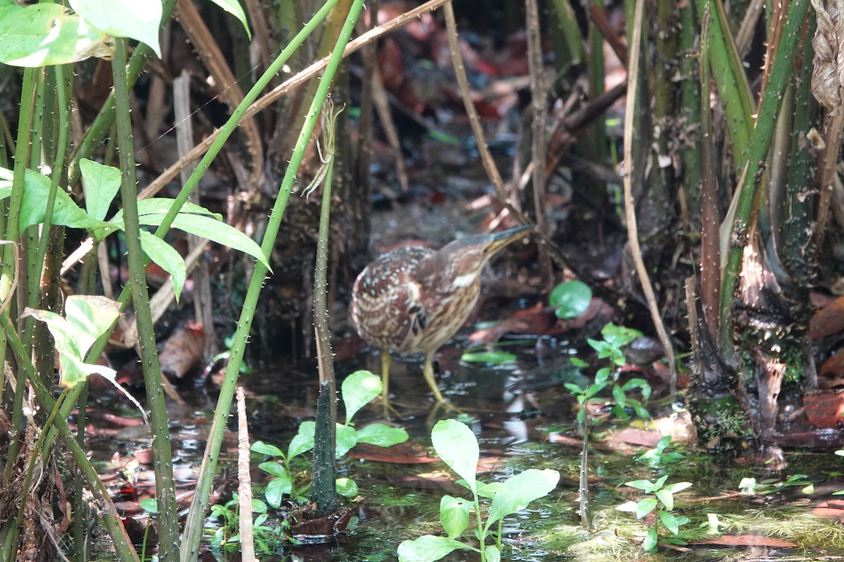 Schrenck's Bittern - ML632883153