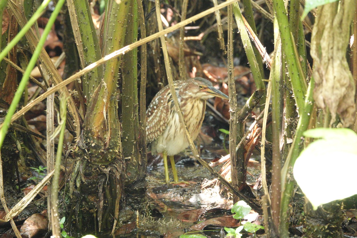 Schrenck's Bittern - ML632883154