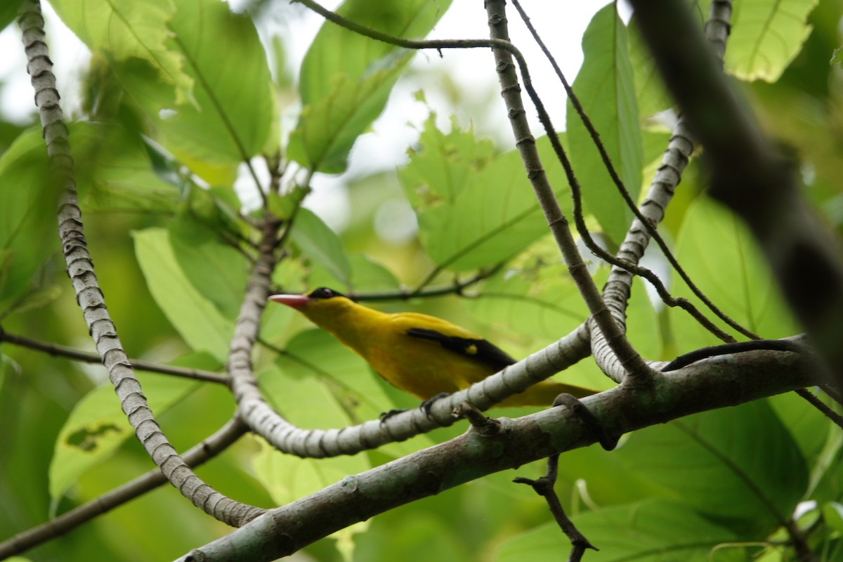 Black-naped Oriole - ML632883239
