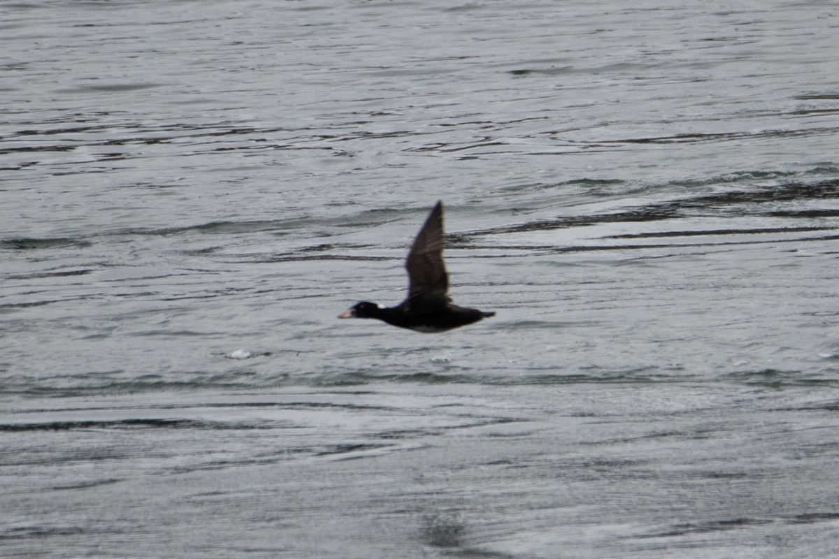 Surf Scoter - ML632883256