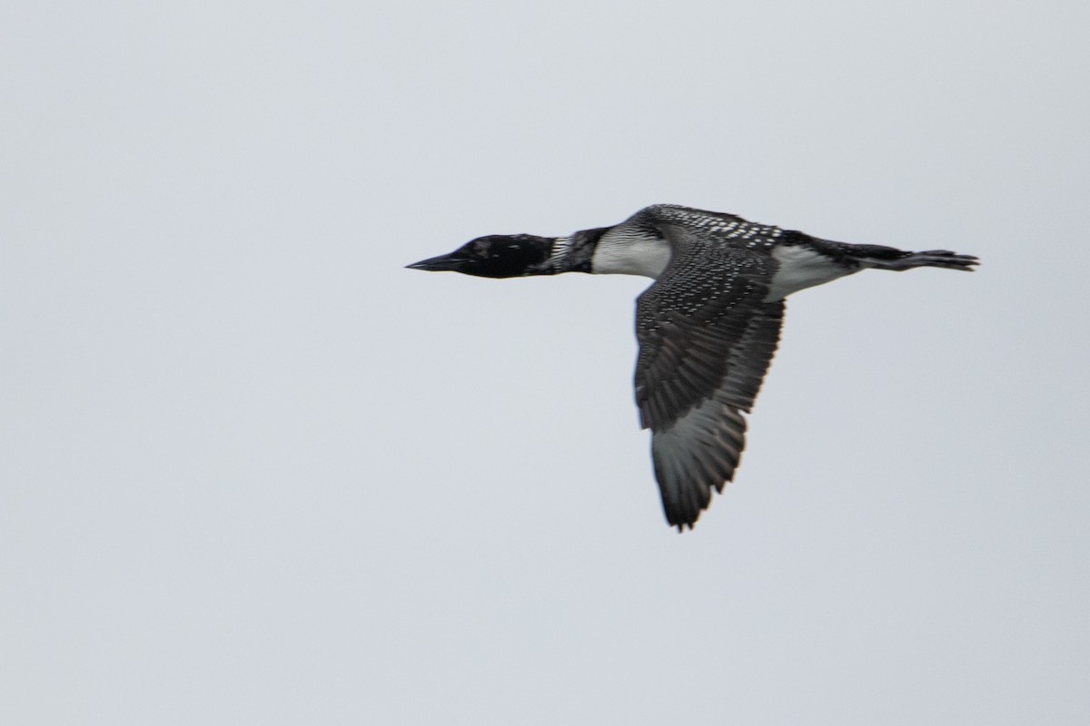 Common Loon - ML632883257