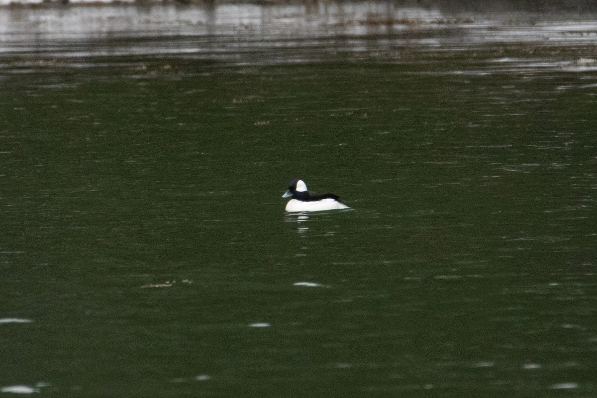 Bufflehead - ML632883261