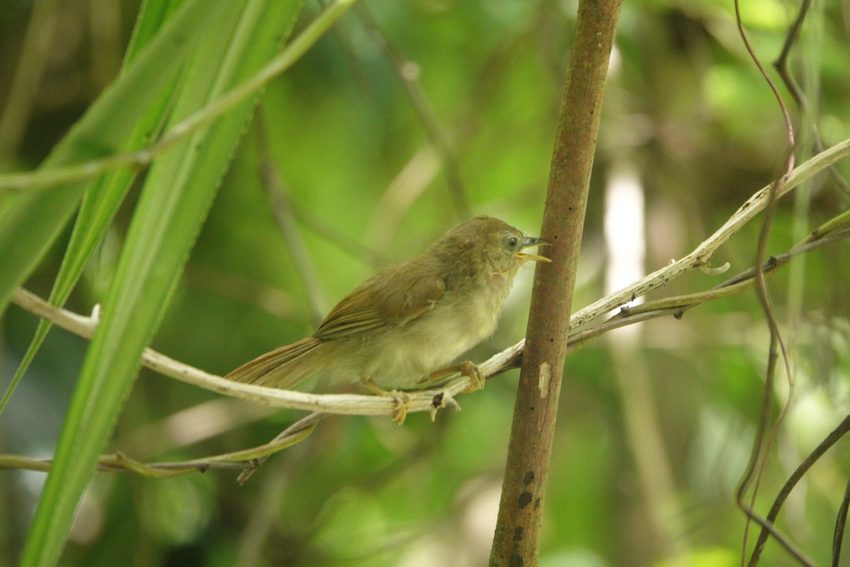 Pin-striped Tit-Babbler - ML632883287