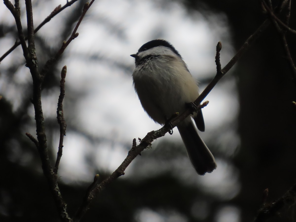 Black-capped Chickadee - ML632883324