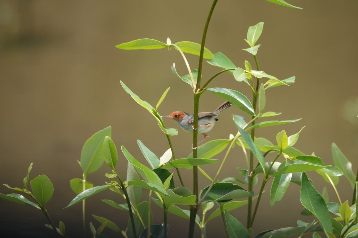 Ashy Tailorbird - ML632883346