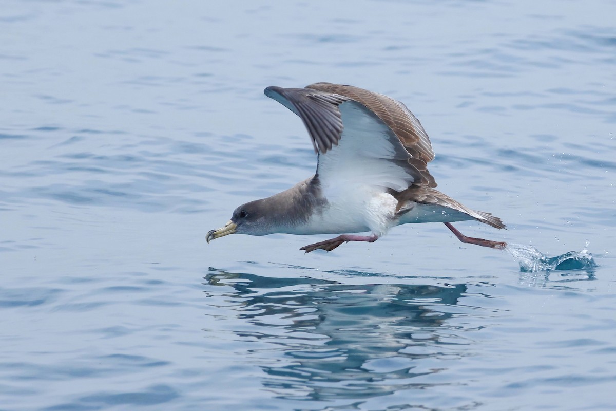 Scopoli's Shearwater - ML632883366
