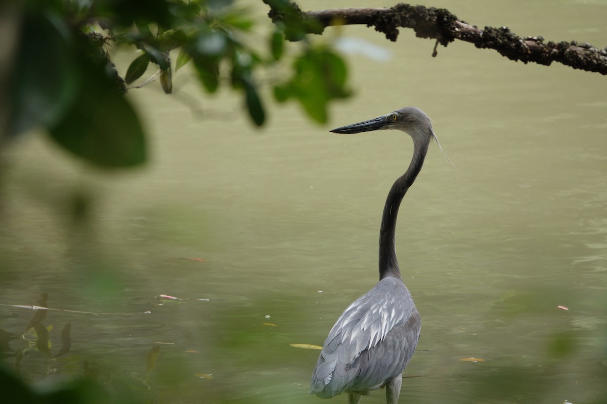 Great-billed Heron - ML632883416