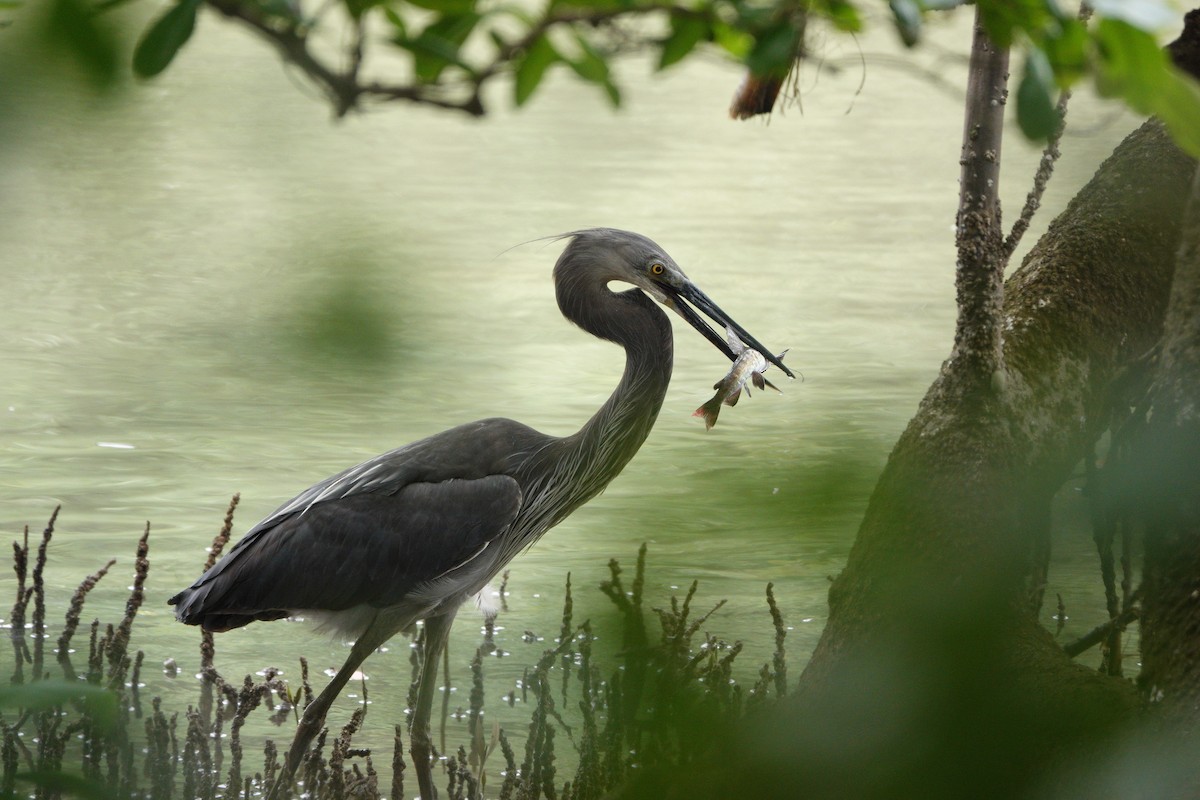 Great-billed Heron - ML632883417