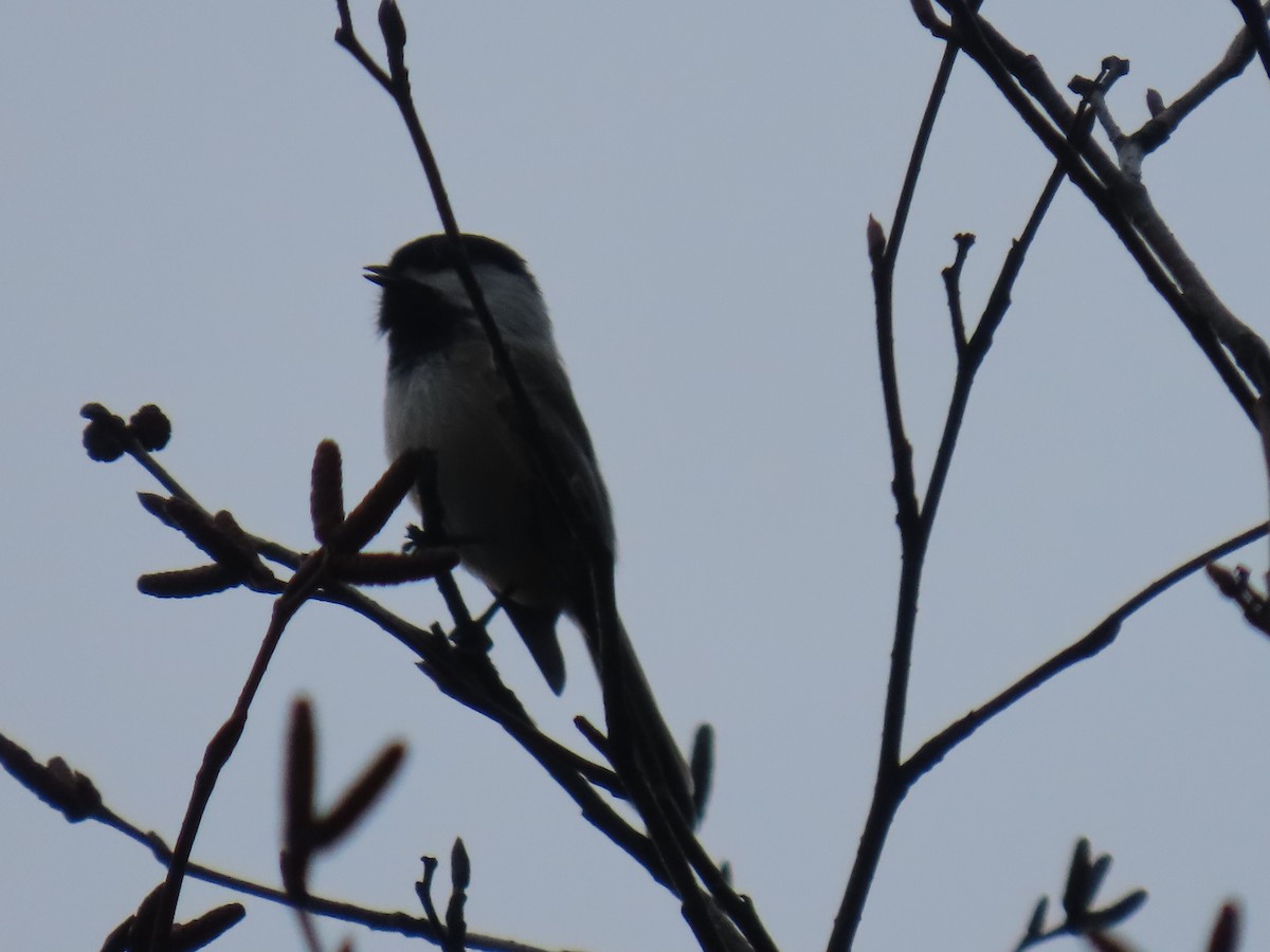 Black-capped Chickadee - ML632883453
