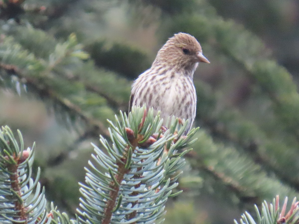 Pine Siskin - ML632883460