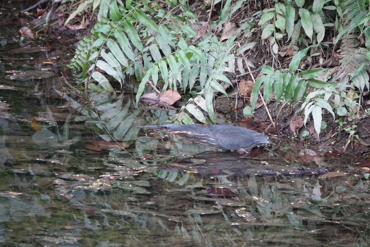 Black Bittern - ML632883482