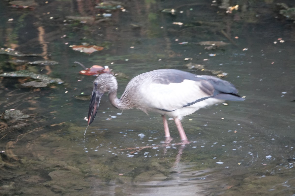 Asian Openbill - ML632883508