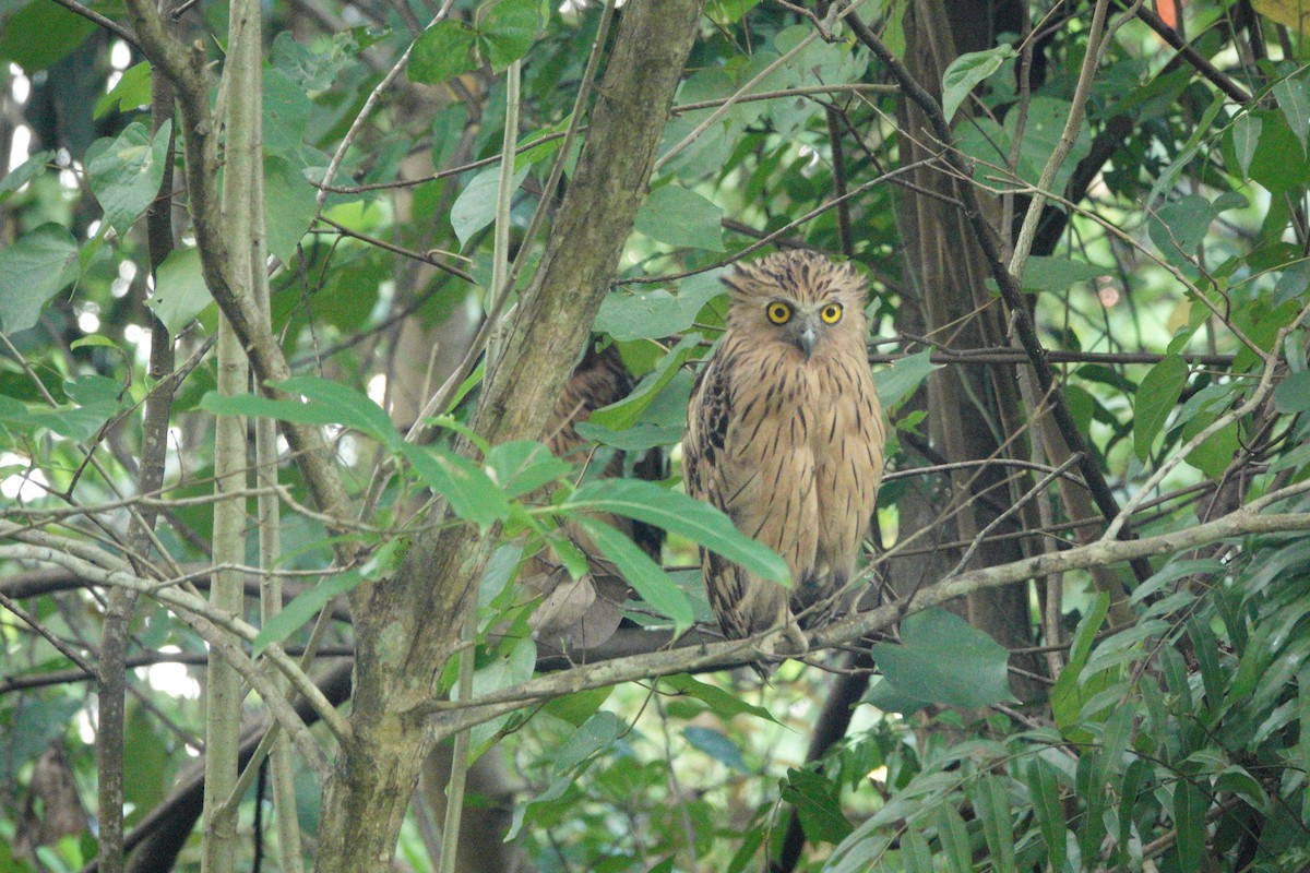 Buffy Fish-Owl - ML632883522