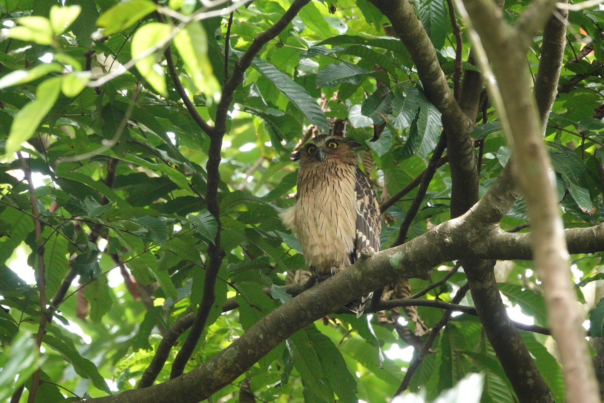 Buffy Fish-Owl - ML632883575