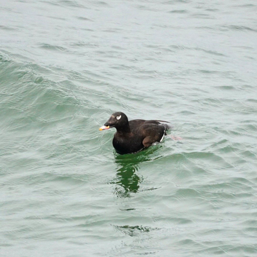 White-winged Scoter - ML632883621