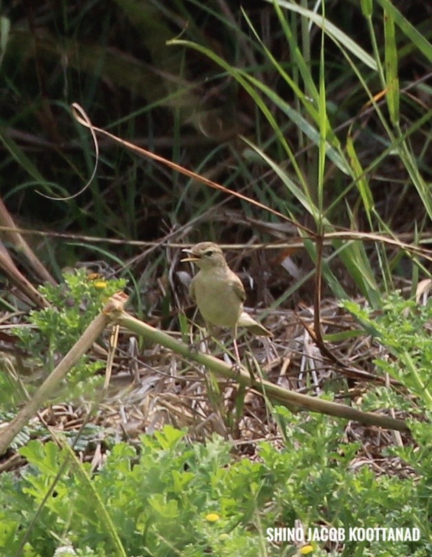Халиун заараг - ML632883646