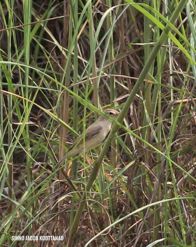 Халиун заараг - ML632883648