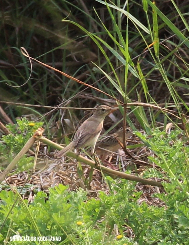 Халиун заараг - ML632883650