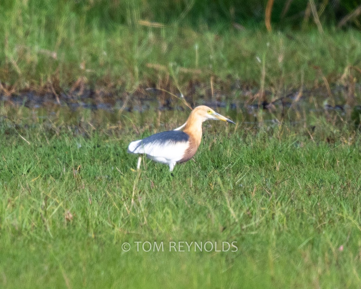 Javan Pond-Heron - ML632883745