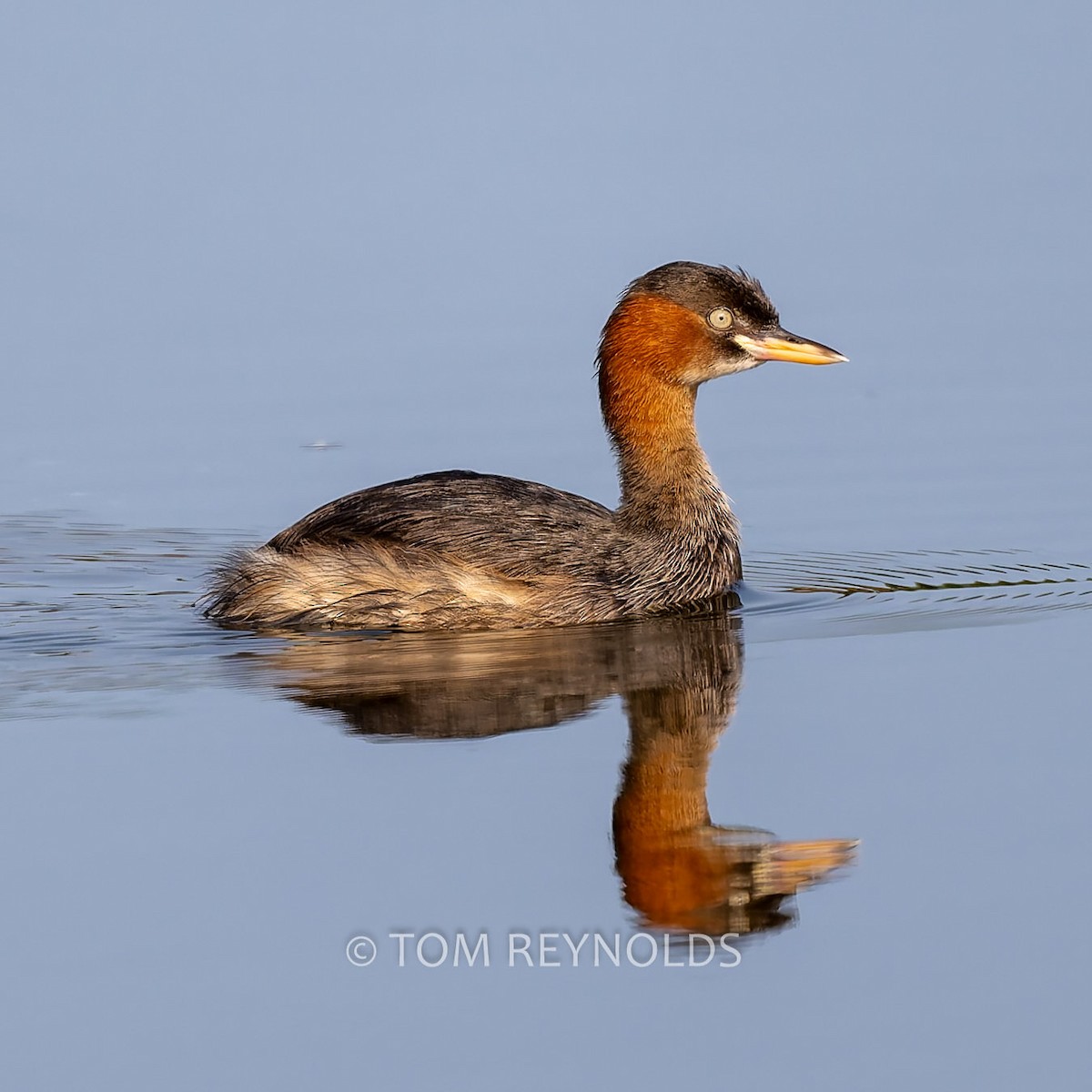 Little Grebe - ML632883810