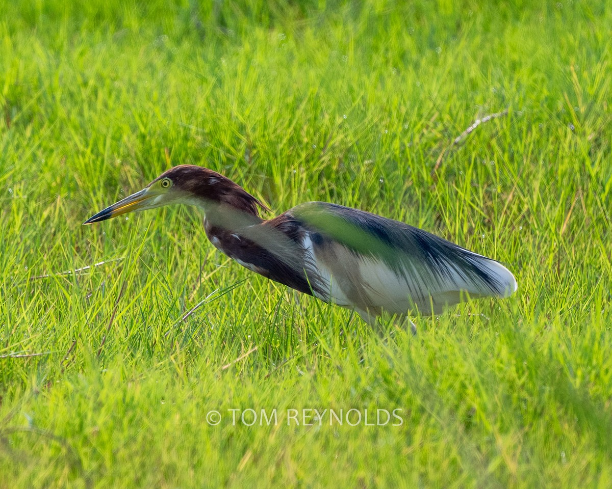 Chinese Pond-Heron - ML632883835