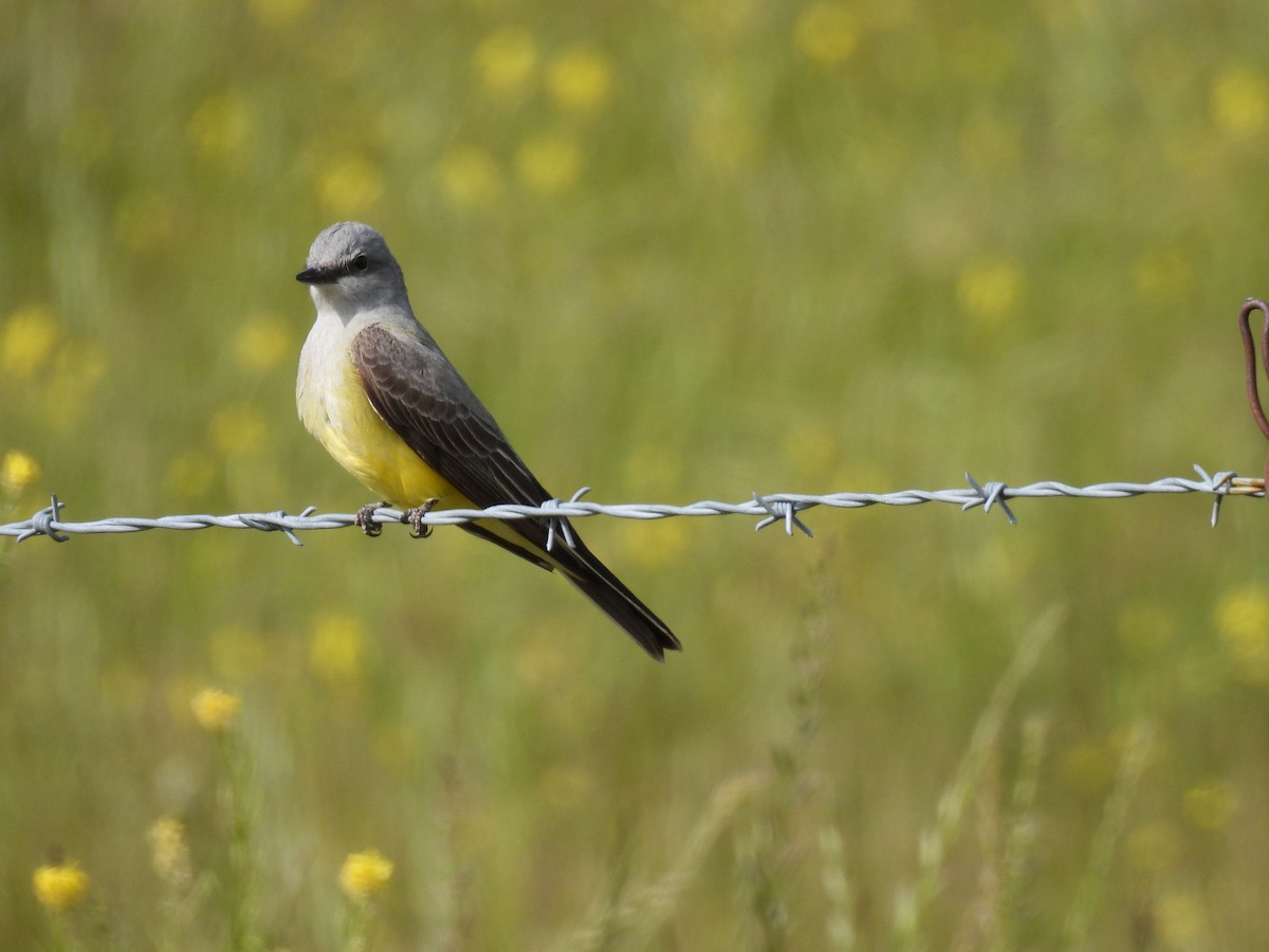 Western Kingbird - ML632883931